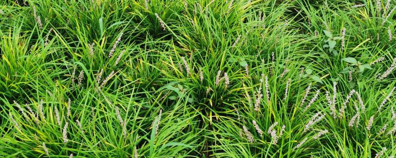 麦冬怎么管理，种植10-15天后应中耕松土