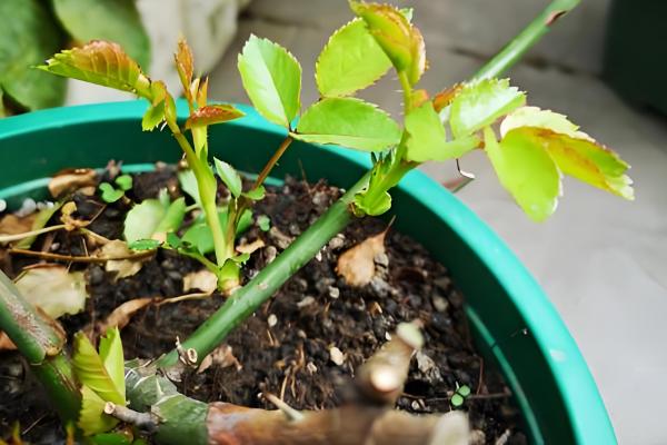 爬藤月季在什么时间移植,通常在冬季的12-2月之间进行