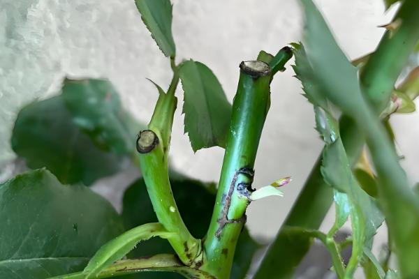 爬藤月季在什么时间移植,通常在冬季的12-2月之间进行