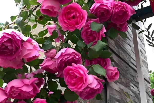 爬藤月季在什么时间移植,通常在冬季的12-2月之间进行