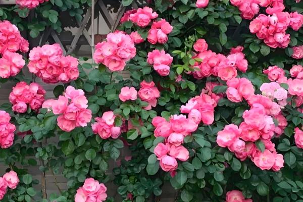 爬藤月季在什么时间移植,通常在冬季的12-2月之间进行