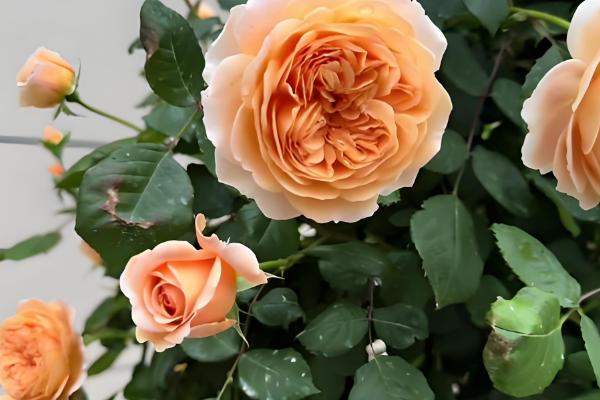 爬藤月季在什么时间移植,通常在冬季的12-2月之间进行