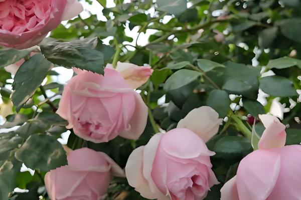 爬藤月季在什么时间移植,通常在冬季的12-2月之间进行