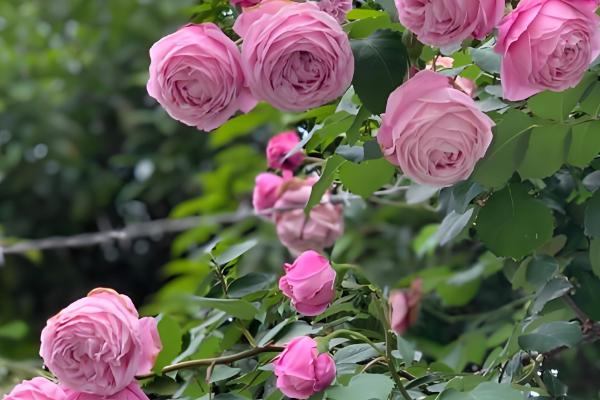 爬藤月季在什么时间移植,通常在冬季的12-2月之间进行