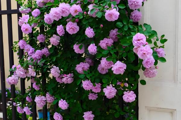 爬藤月季在什么时间移植,通常在冬季的12-2月之间进行