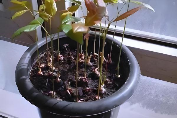 盆栽桂圆几年可以结果，5年左右可以结果