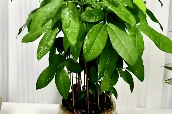 盆栽桂圆几年可以结果，5年左右可以结果