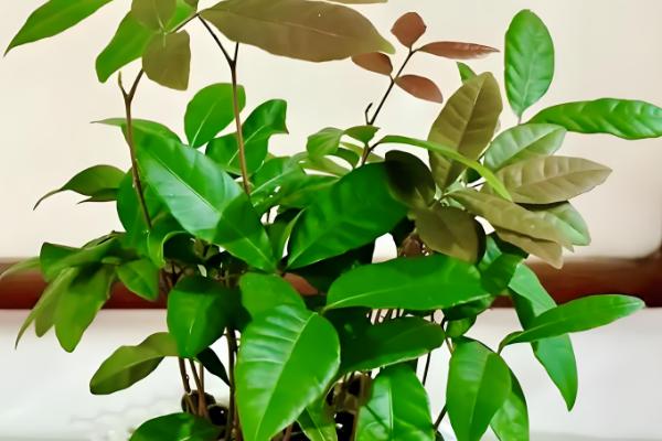 盆栽桂圆几年可以结果，5年左右可以结果