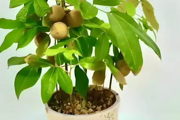 盆栽桂圆几年可以结果，5年左右可以结果