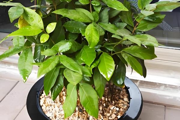 盆栽桂圆几年可以结果，5年左右可以结果