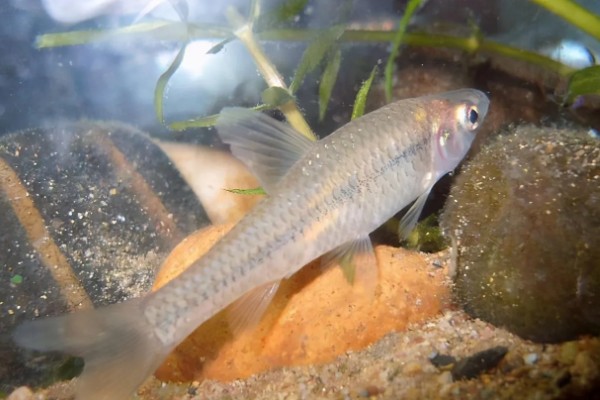 麦穗鱼产卵过多久才会孵化，经过2-7天左右就会孵出小鱼