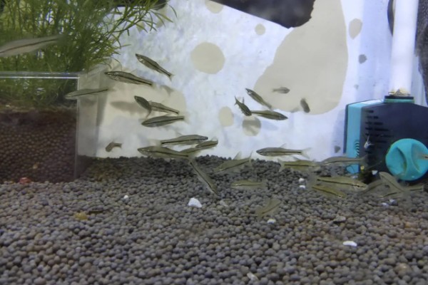 麦穗鱼产卵过多久才会孵化，经过2-7天左右就会孵出小鱼