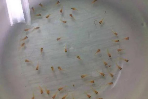 麦穗鱼产卵过多久才会孵化，经过2-7天左右就会孵出小鱼