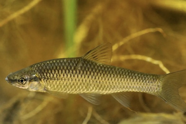 麦穗鱼产卵过多久才会孵化，经过2-7天左右就会孵出小鱼