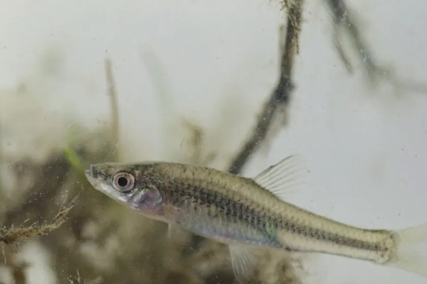 麦穗鱼产卵过多久才会孵化，经过2-7天左右就会孵出小鱼