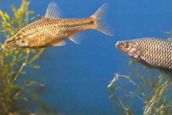 麦穗鱼产卵过多久才会孵化，经过2-7天左右就会孵出小鱼