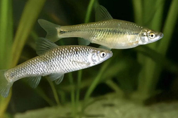 麦穗鱼产卵过多久才会孵化，经过2-7天左右就会孵出小鱼