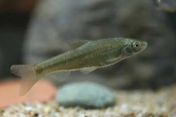 麦穗鱼产卵过多久才会孵化，经过2-7天左右就会孵出小鱼