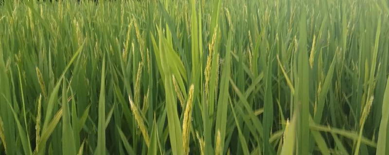 水稻孕穗期的管理方法，田间灌水3-5厘米左右