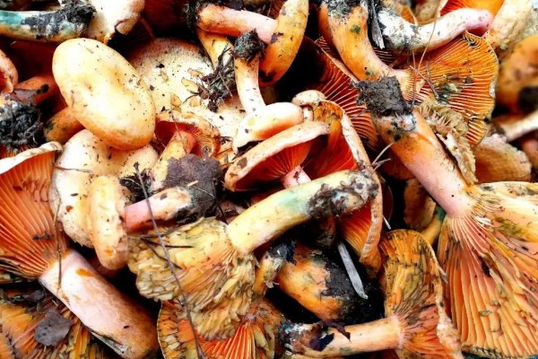 野生松菌的保存方法,低温保存可延长保鲜期