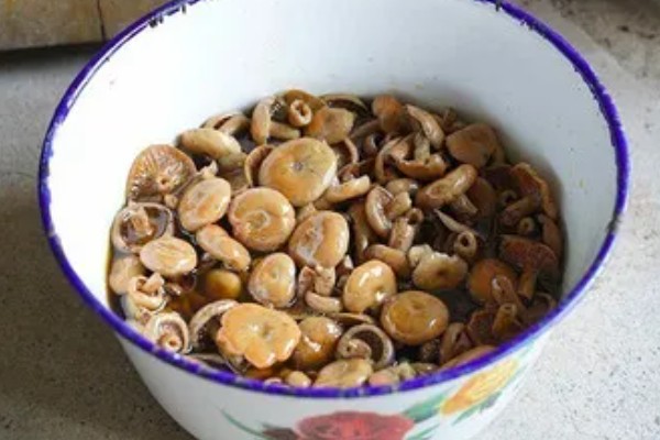 野生松菌的保存方法,低温保存可延长保鲜期