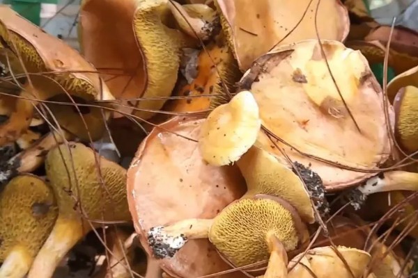 野生松菌的保存方法,低温保存可延长保鲜期