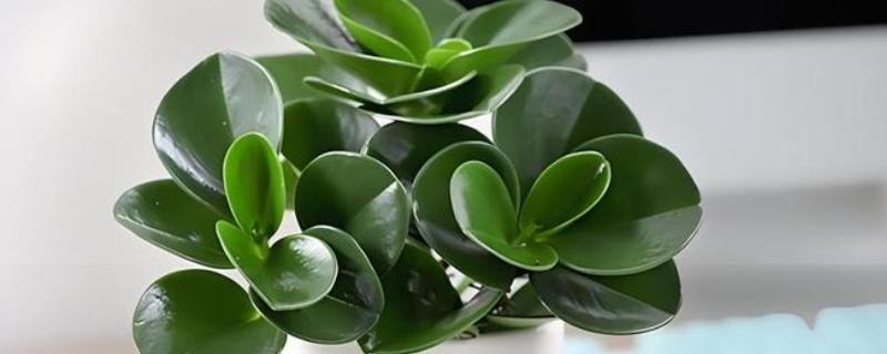 豆瓣掌怎么养殖，夏季每隔2天浇一次水