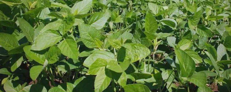 大红豆怎么种植，每穴播种2-3粒