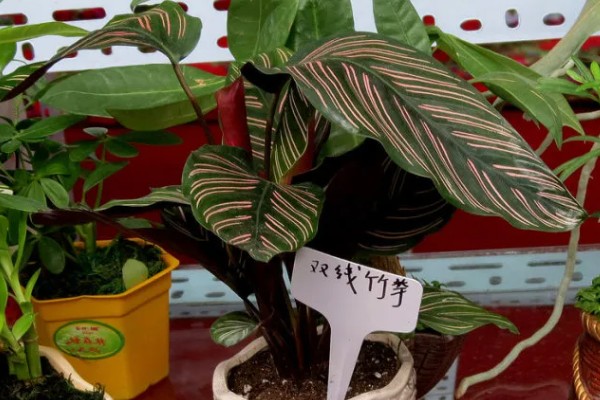 竹芋施肥用哪种肥料,主要以有机肥料为主