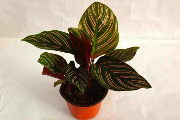 竹芋施肥用哪种肥料,主要以有机肥料为主