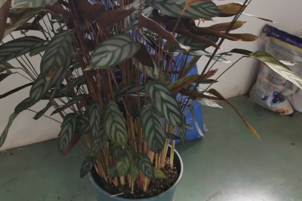 竹芋施肥用哪种肥料,主要以有机肥料为主