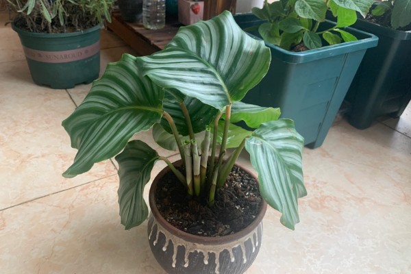 竹芋施肥用哪种肥料,主要以有机肥料为主