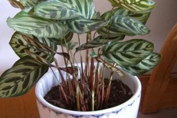 竹芋施肥用哪种肥料,主要以有机肥料为主