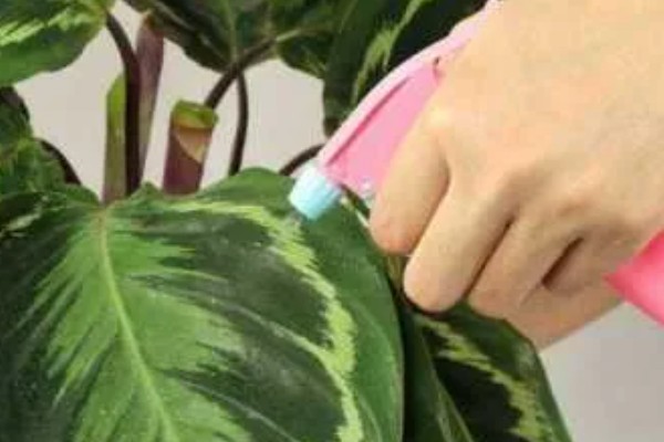 竹芋施肥用哪种肥料,主要以有机肥料为主