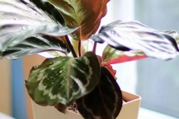 竹芋施肥用哪种肥料,主要以有机肥料为主