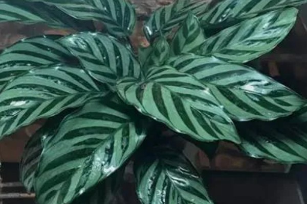 竹芋施肥用哪种肥料,主要以有机肥料为主