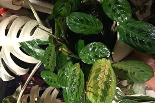 竹芋施肥用哪种肥料,主要以有机肥料为主