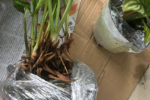 竹芋施肥用哪种肥料,主要以有机肥料为主