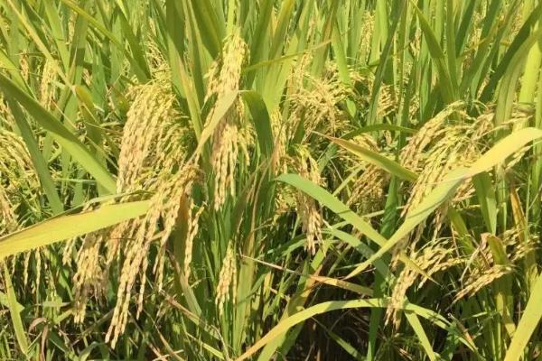 禾两优631水稻种子简介,一般4月下旬5月上旬播种