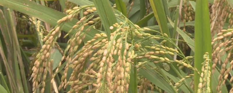 禾两优631水稻种子简介，一般4月下旬5月上旬播种