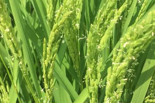 禾两优631水稻种子简介,一般4月下旬5月上旬播种
