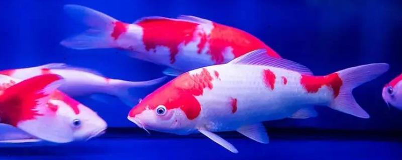 锦鲤患上白毛病的原因，常见水质差、水温波动等因素