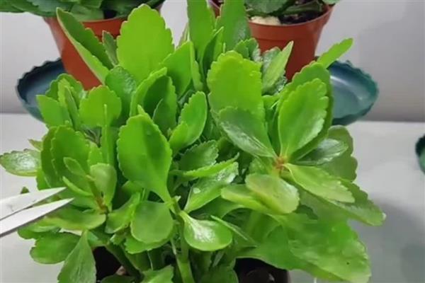 10月份能不能对长寿花打顶，打顶后可以促进侧枝生长