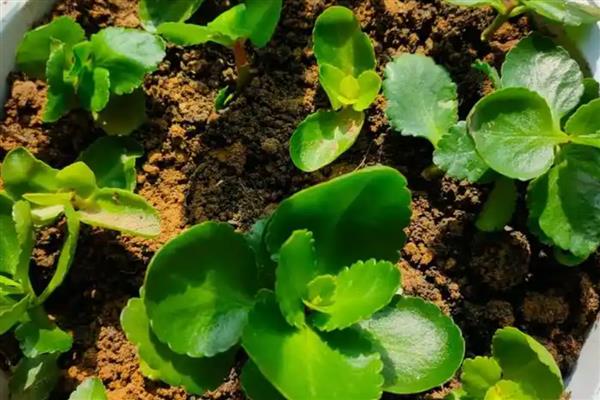 10月份能不能对长寿花打顶，打顶后可以促进侧枝生长