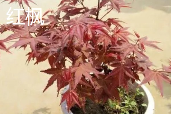 枫树有什么品种，常见红枫、日本枫树等种类