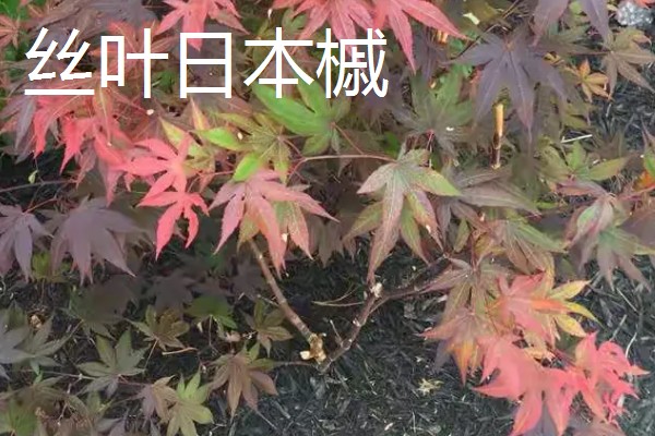 枫树有什么品种，常见红枫、日本枫树等种类