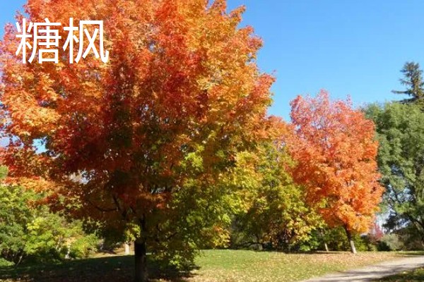 枫树有什么品种，常见红枫、日本枫树等种类