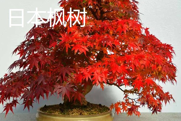 枫树有什么品种，常见红枫、日本枫树等种类
