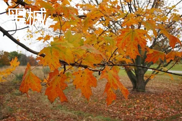 枫树有什么品种，常见红枫、日本枫树等种类