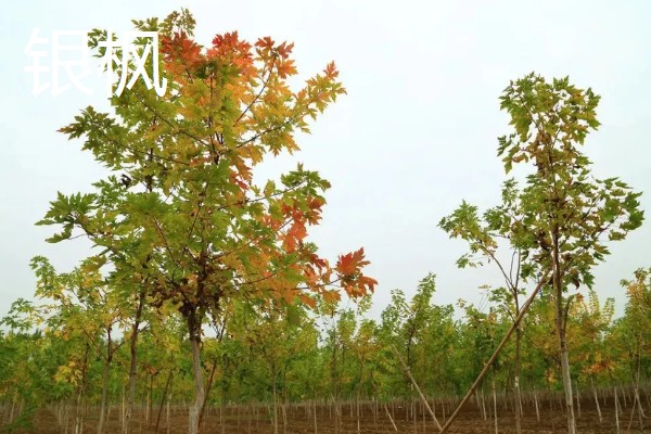 枫树有什么品种，常见红枫、日本枫树等种类